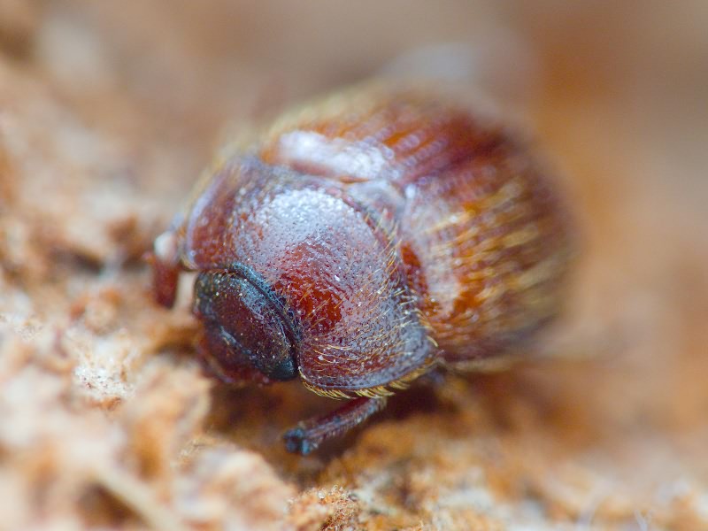 Pocadius ferrugineus (Fabricius, 1775)